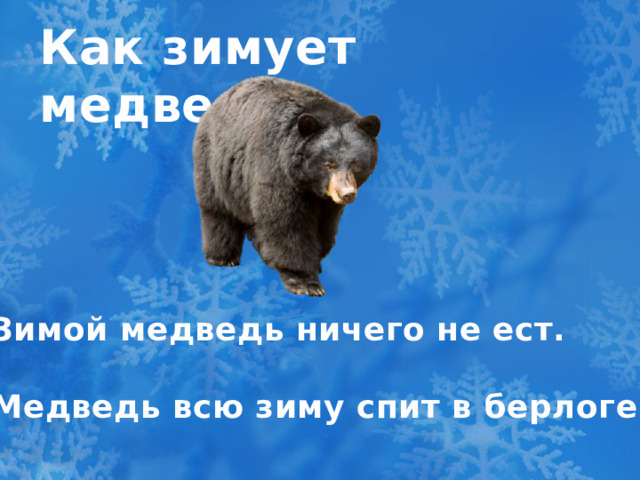 Как зимует медведь? Зимой медведь ничего не ест.  Медведь всю зиму спит в берлоге.