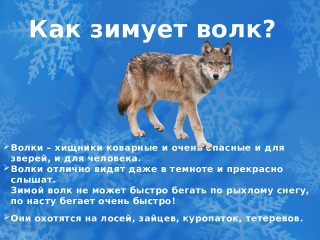 Как зимует волк?