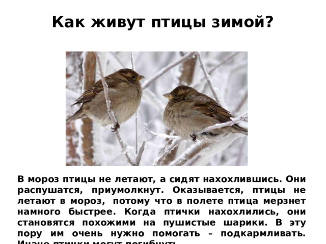Как живут птицы зимой?   В мороз птицы не летают, а сидят нахохлившись. Они распушатся, приумолкнут. Оказывается, птицы не летают в мороз,  потому что в полете птица мерзнет намного быстрее. Когда птички нахохлились, они становятся похожими на пушистые шарики. В эту пору им очень нужно помогать – подкармливать. Иначе птички могут погибнуть.