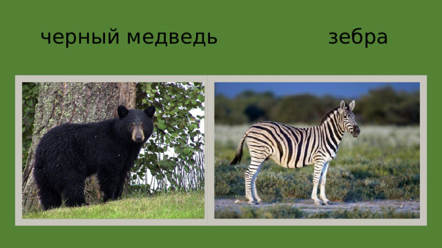 черный медведь зебра