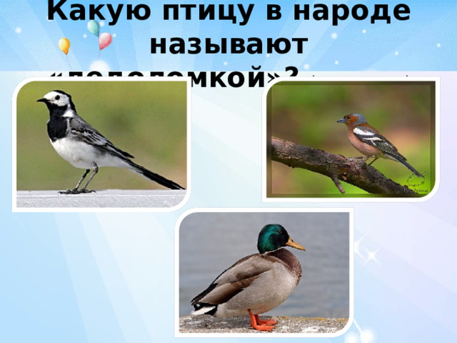 Какую птицу в народе называют «ледоломкой»? (трясогузка)