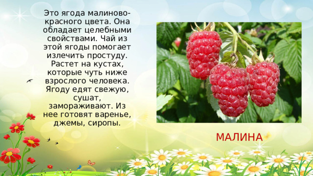 Это ягода малиново-красного цвета. Она обладает целебными свойствами. Чай из этой ягоды помогает излечить простуду. Растет на кустах, которые чуть ниже взрослого человека. Ягоду едят свежую, сушат, замораживают. Из нее готовят варенье, джемы, сиропы.   МАЛИНА
