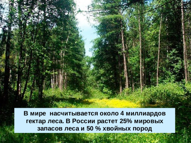 В мире насчитывается около 4 миллиардов гектар леса. В России растет 25% мировых запасов леса и 50 % хвойных пород