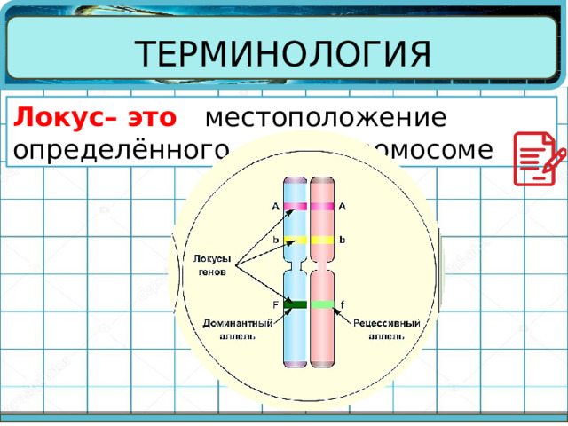 ТЕРМИНОЛОГИЯ Локус– это  местоположение определённого гена в хромосоме