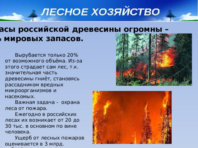 Запасы российской древесины огромны – 25% мировых запасов.  Вырубается только 20% от возможного объёма. Из-за этого страдает сам лес, т.к. значительная часть древесины гниёт, становясь рассадником вредных микроорганизмов и насекомых.  Важная задача - охрана леса от пожара.  Ежегодно в российских лесах их возникает от 20 до 30 тыс. в основном по вине человека.  Ущерб от лесных пожаров оценивается в 3 млрд. рублей в год.