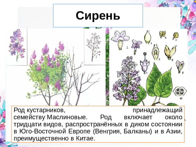 Сирень Род кустарников, принадлежащий семейству Маслиновые. Род включает около тридцати видов, распространённых в диком состоянии в Юго-Восточной Европе (Венгрия, Балканы) и в Азии, преимущественно в Китае.