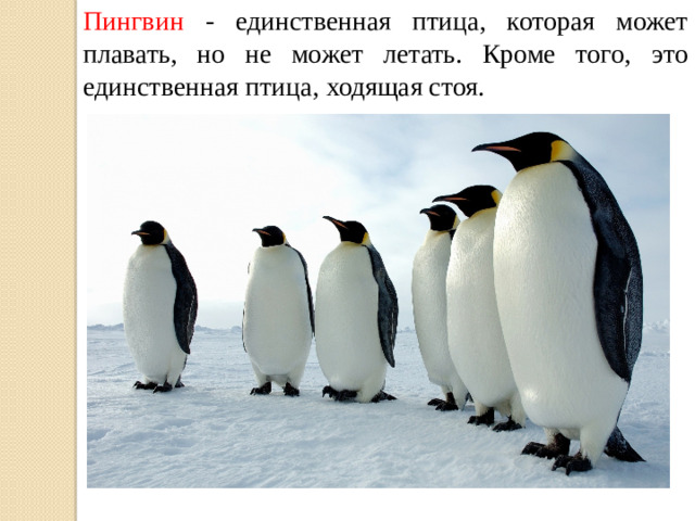 Пингвин - единственная птица, которая может плавать, но не может летать. Кроме того, это единственная птица, ходящая стоя.