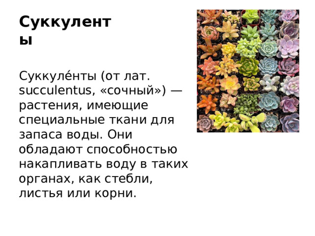 Суккуленты Суккуле́нты (от лат. succulentus, «сочный») — растения, имеющие специальные ткани для запаса воды. Они обладают способностью накапливать воду в таких органах, как стебли, листья или корни.