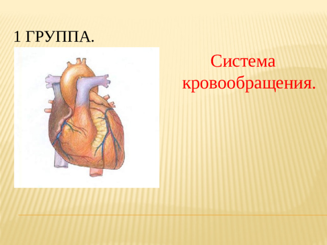 1 группа. Система кровообращения.