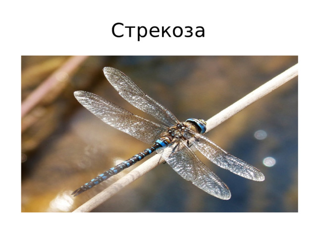 Стрекоза