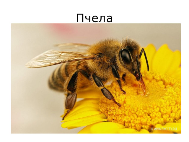 Пчела