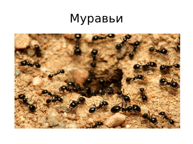 Муравьи