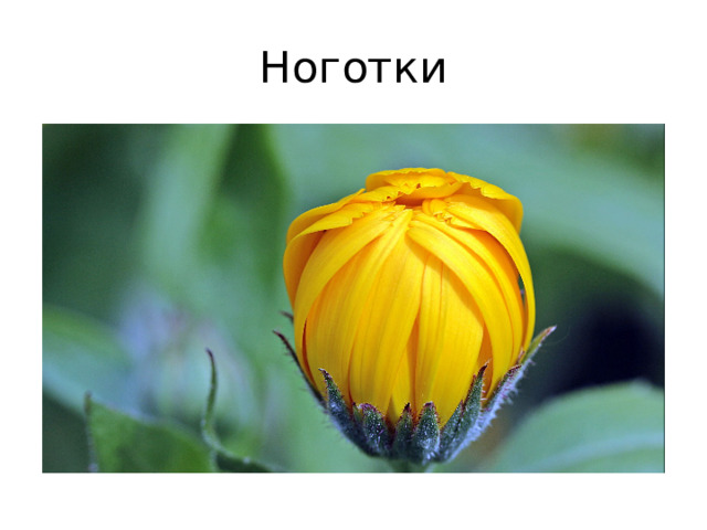 Ноготки