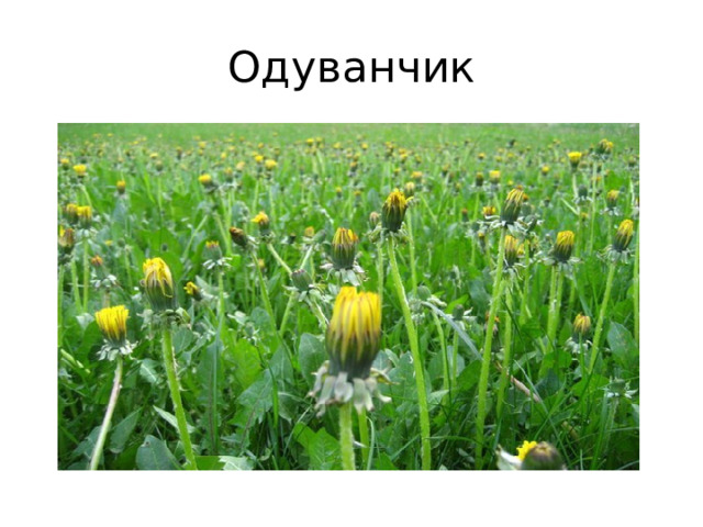 Одуванчик