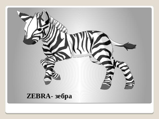 ZEBRA - зебра