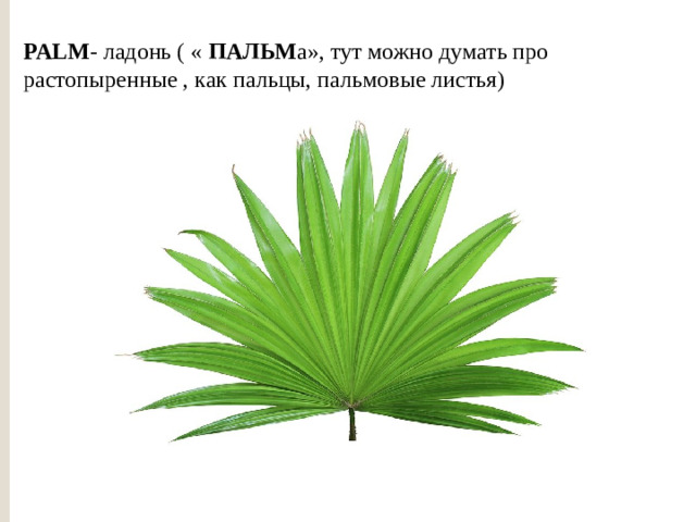 PALM - ладонь ( « ПАЛЬМ а», тут можно думать про растопыренные , как пальцы, пальмовые листья)