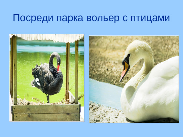 Посреди парка вольер с птицами