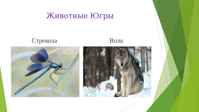 Животные Югры Стрекоза Волк