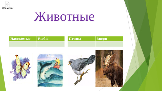 Животные Насекомые Птицы Рыбы Звери