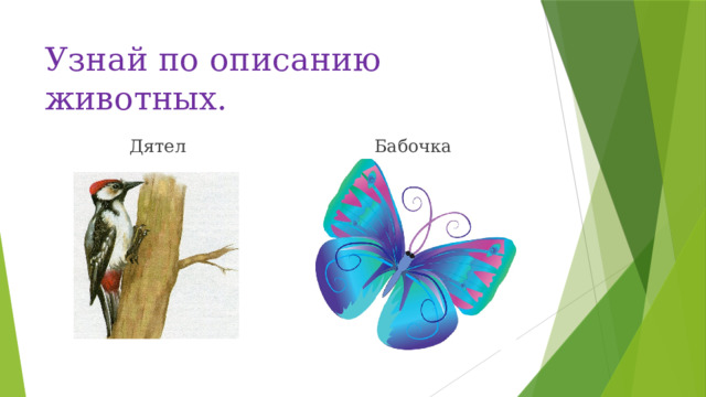 Узнай по описанию животных. Дятел Бабочка