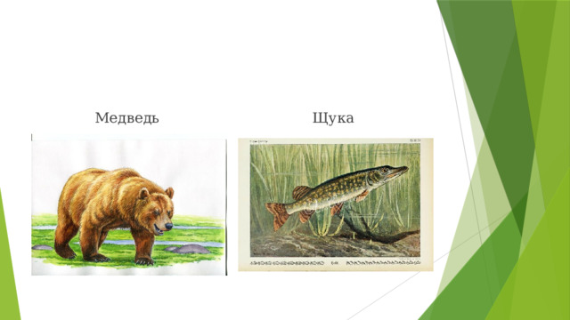 Медведь Щука