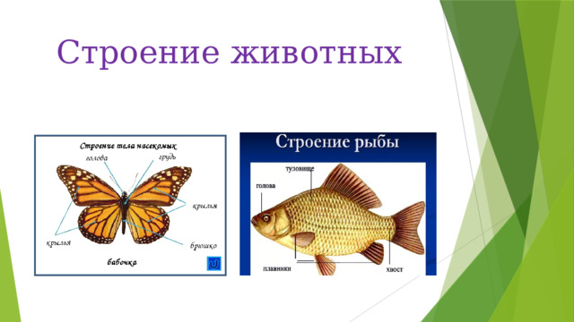 Строение животных