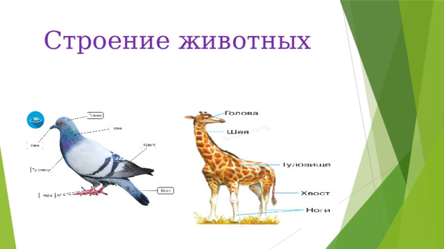 Строение животных