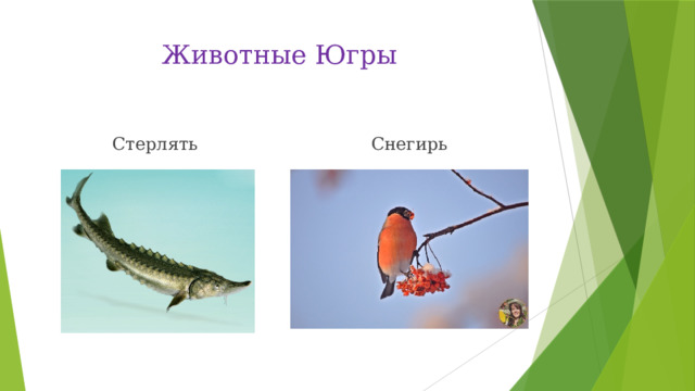 Животные Югры Стерлять Снегирь