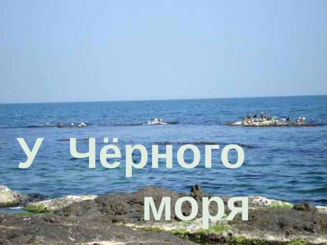 У Чёрного       моря