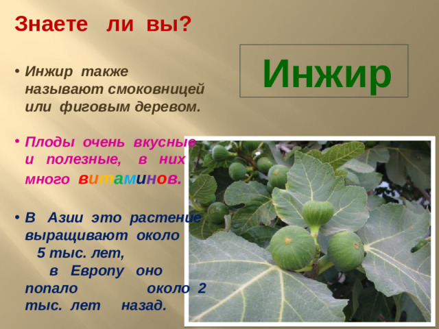 Знаете ли вы? Инжир также называют смоковницей или фиговым деревом. Плоды очень вкусные и полезные, в них много в и т а м и н о в. В Азии это растение выращивают около 5 тыс. лет, в Европу оно попало около 2 тыс. лет назад. Инжир