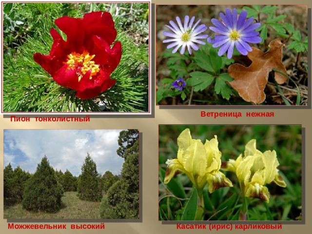 Ветреница нежная Пион тонколистный  Можжевельник высокий Касатик (ирис) карликовый