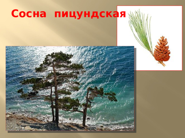 Сосна пицундская