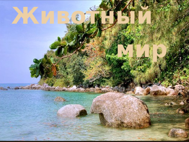Животный  мир