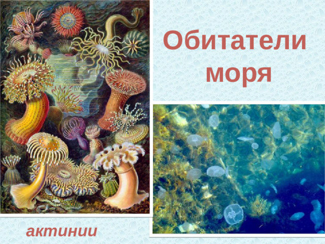 Обитатели моря актинии