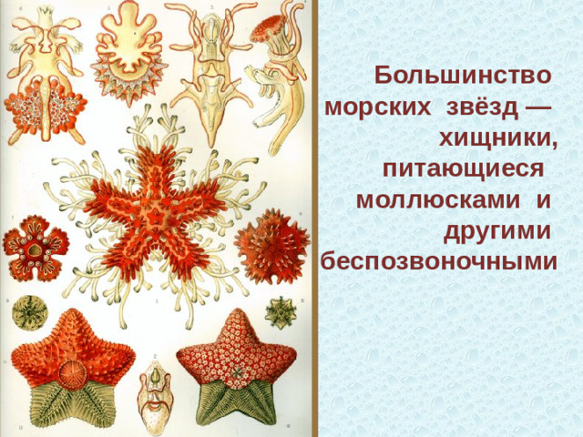 Большинство морских звёзд — хищники, питающиеся моллюсками и другими беспозвоночными