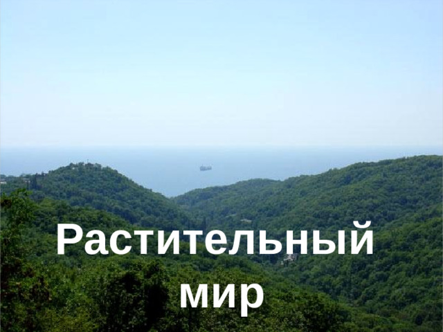Растительный мир