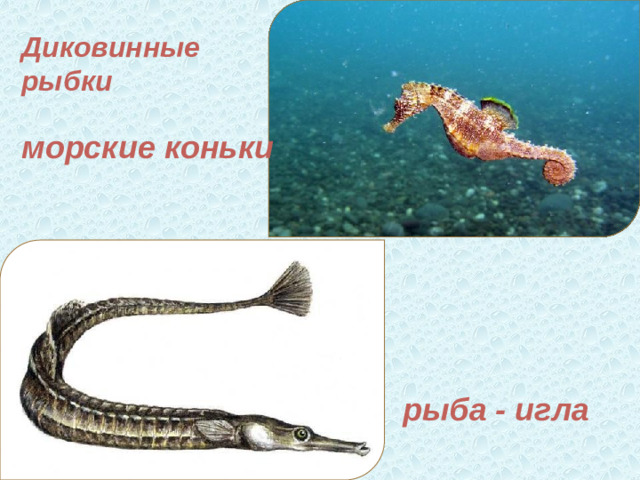Диковинные рыбки  морские коньки рыба - игла
