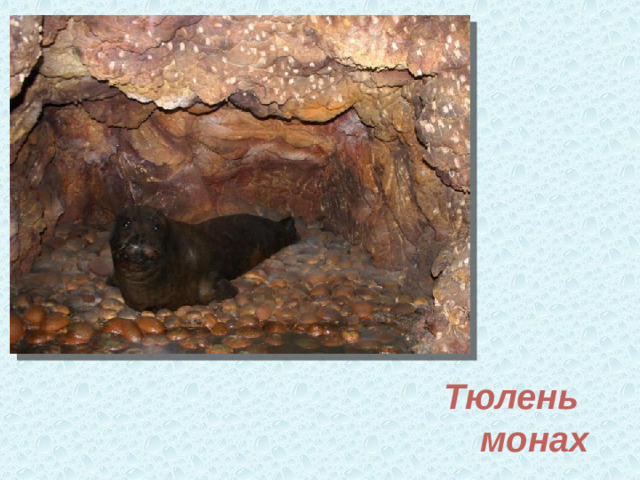 Тюлень монах