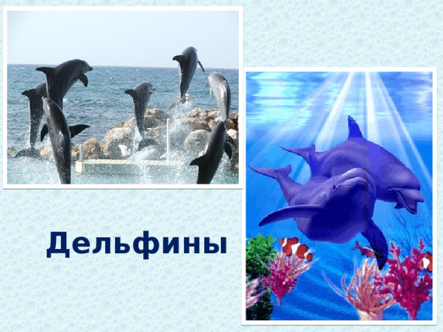 Дельфины