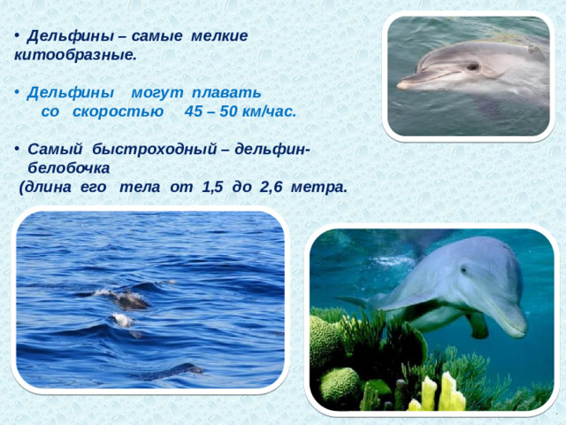 Дельфины – самые мелкие китообразные. Дельфины могут плавать со скоростью 45 – 50 км/час. Самый быстроходный – дельфин-белобочка