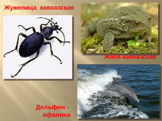 Жужелица кавказская Жаба кавказская Дельфин -  афалина