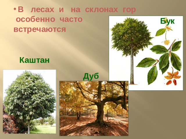 В лесах и на склонах гор