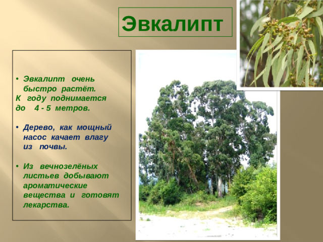 Эвкалипт    Эвкалипт очень быстро растёт. К году поднимается до 4 - 5 метров.