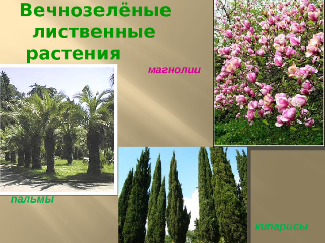 Вечнозелёные  лиственные  растения   магнолии пальмы кипарисы