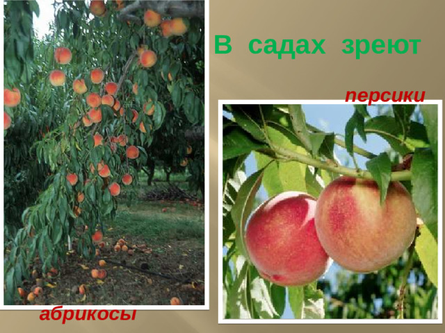 В садах зреют  персики абрикосы