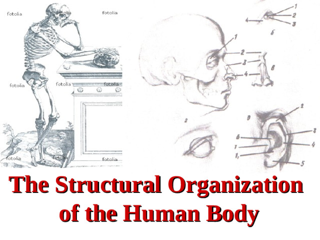 The Structural Organization of the Human Body