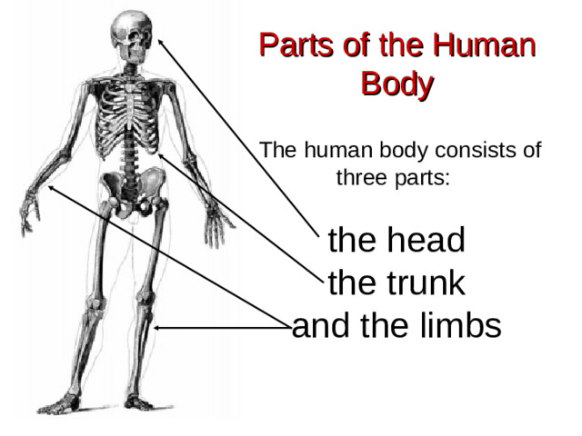 Parts of the Human Body    The human body consists of three parts :   the head  the trunk  and the limbs