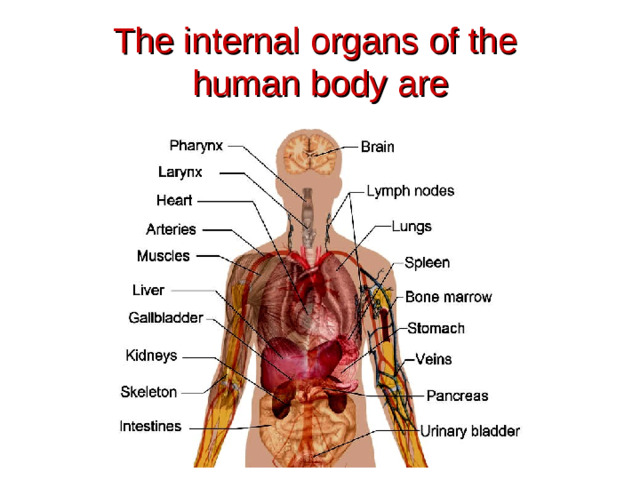 The internal organs of the  human body are