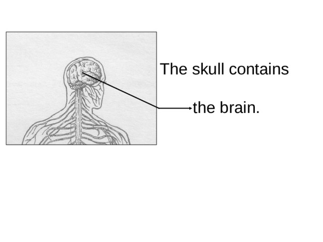The skull contains the brain.