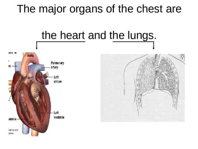 The major organs of the chest are   the heart and the lungs.